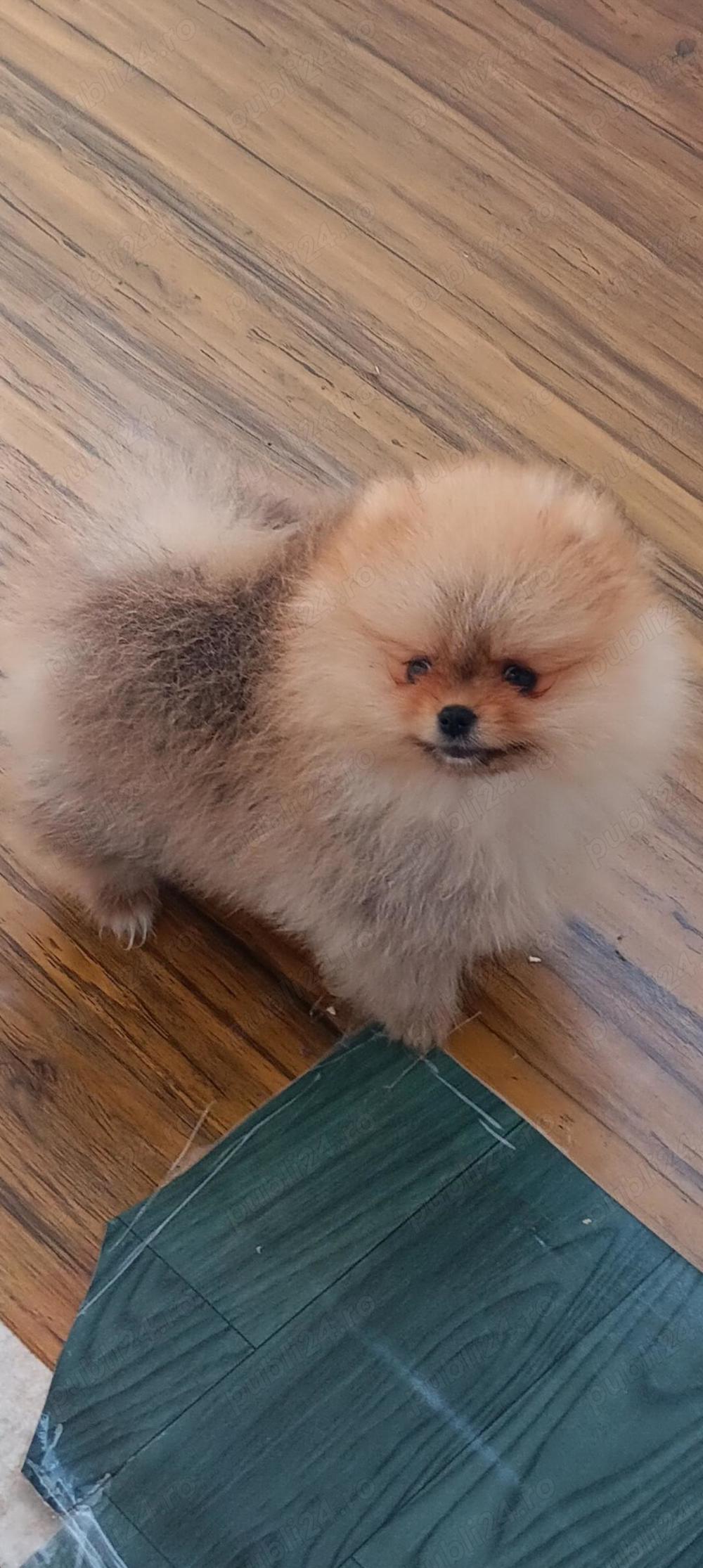     Fetita de pomeranian orange superba.