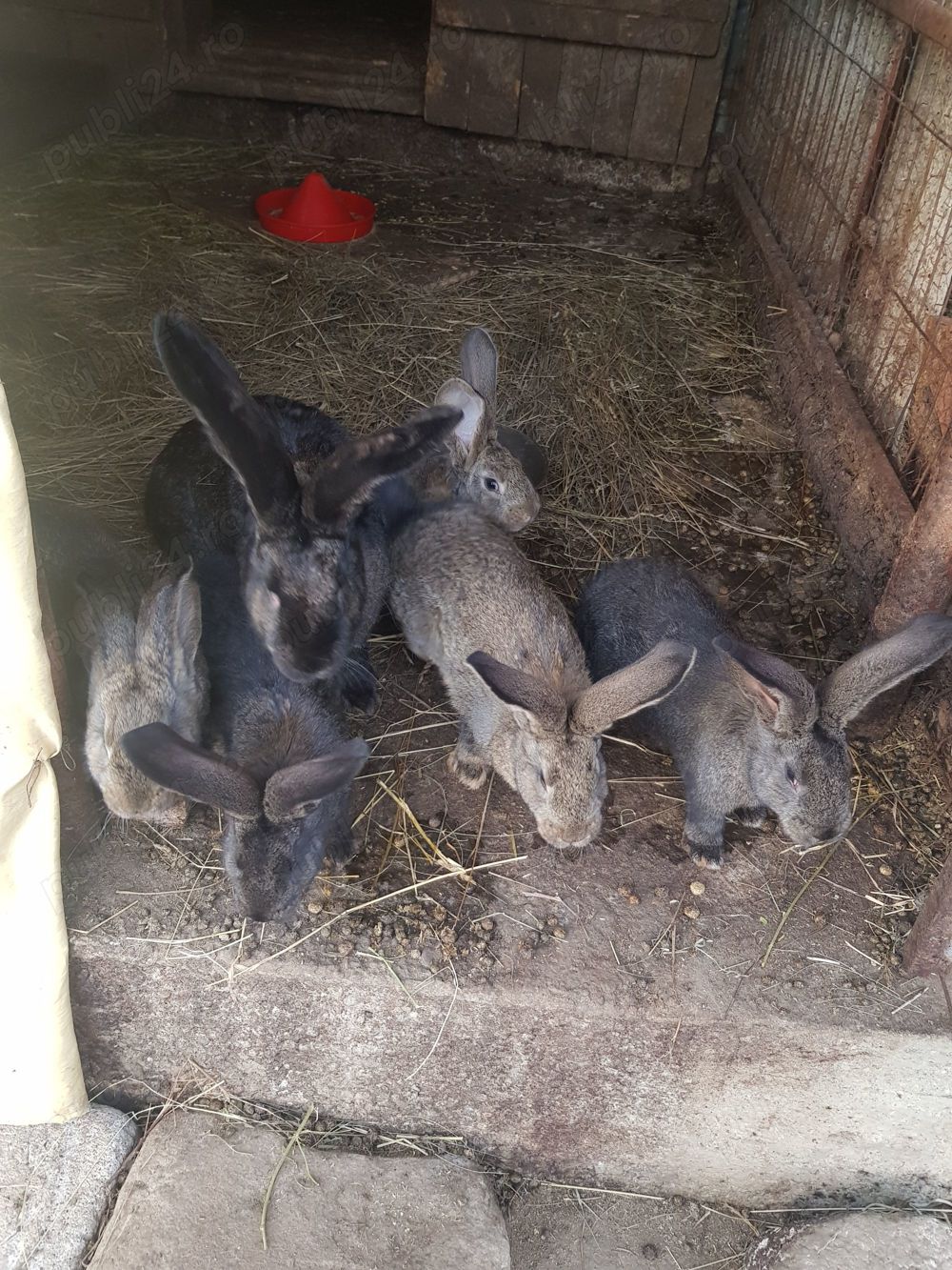 Iepuri Urias german Iepuri Urias german