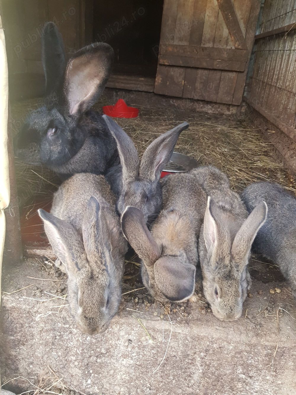 Iepuri Urias german Iepuri Urias german