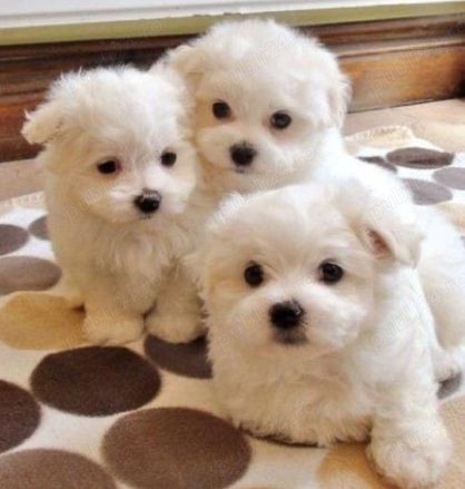 Bichon Havanez talie mica 