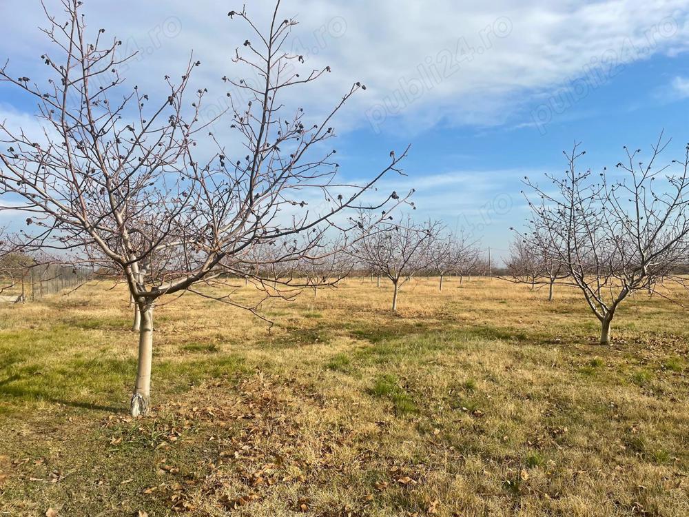 Ferma pomicolă Pietroasele - Buzău