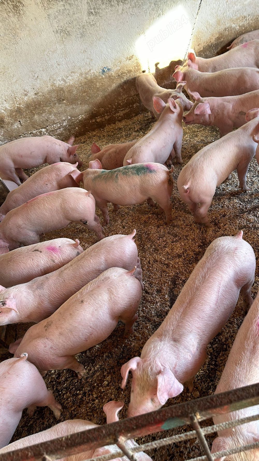 porci rasa de carne 50-60kg 90-140kg