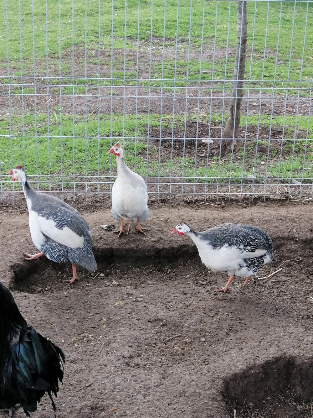 Bibilici culori rare