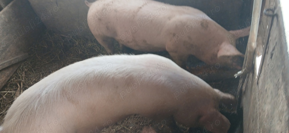 vînd porci 100  130  kg