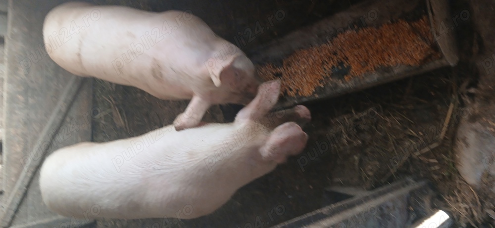 vând porci  130  140 kg  vând porci  130  140 kg