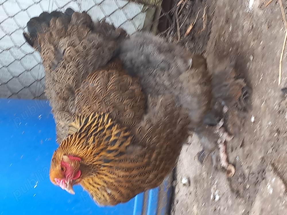 Vand gaini și cocoși brahma potarnichiu si herminat deschis Vand gaini și cocoși brahma potarnichiu si herminat deschis