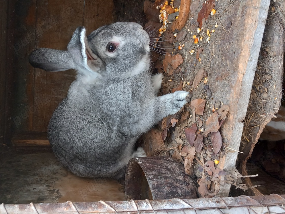 Vand iepuri maturi talie mare