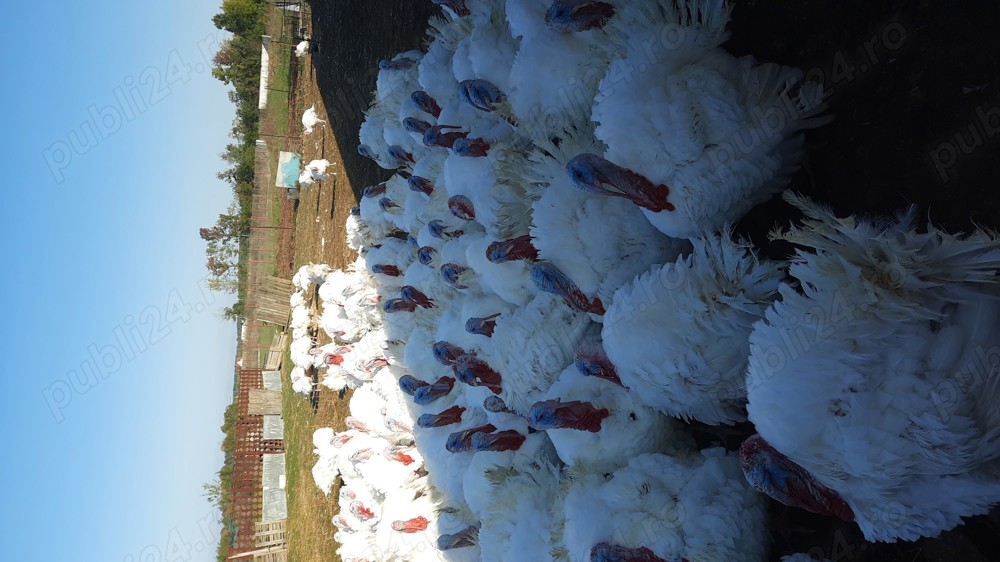 Curcani big 6 Curcani big 6