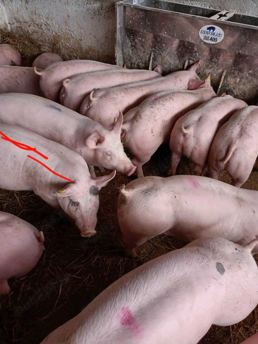 vand purcei și grasuni 