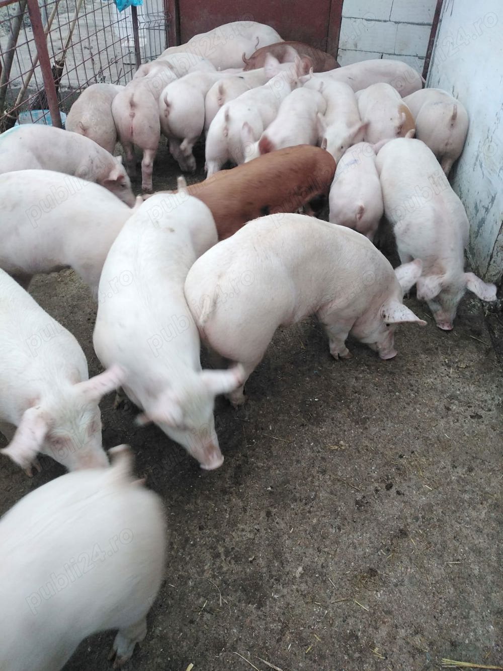 vand grasuni de carne 