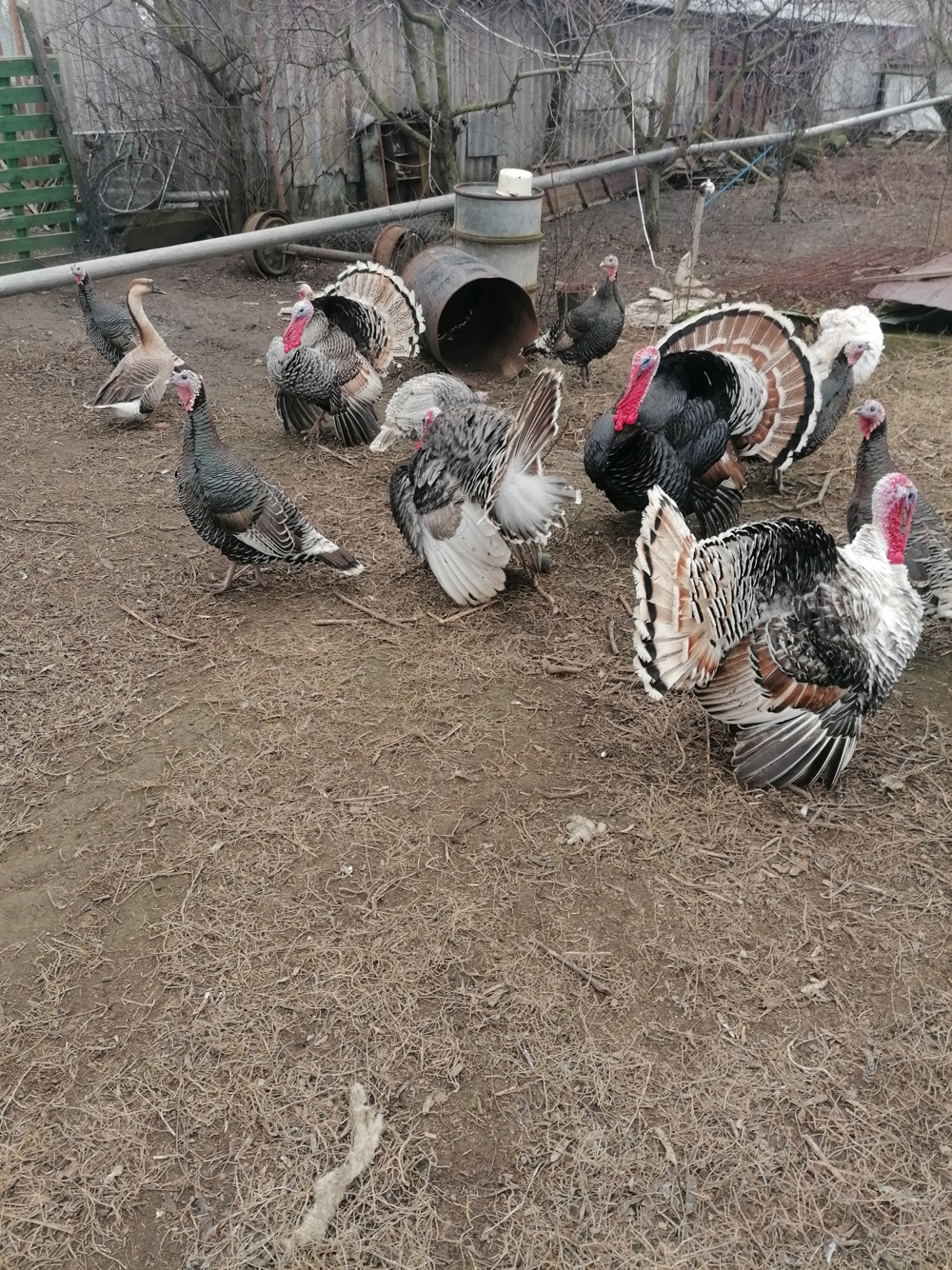 Vând curcani, curci, cocosi, rațe rățoi,porci,iepuri