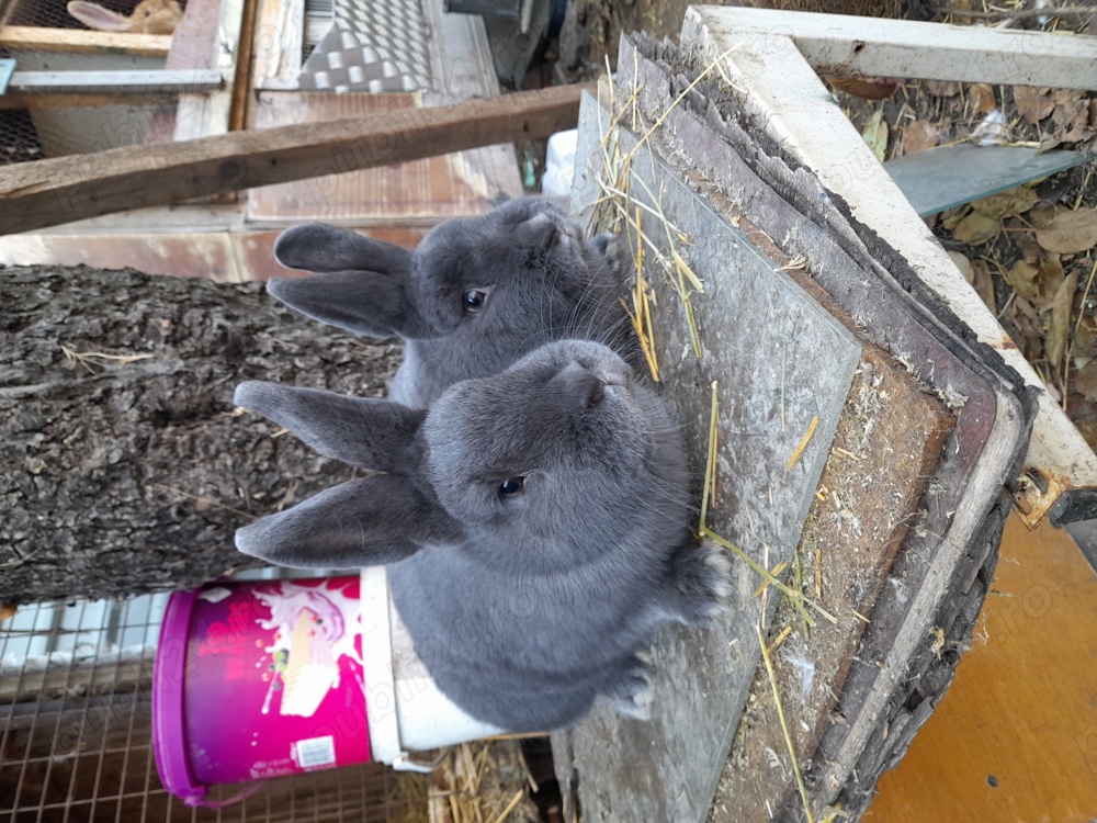 Vând, schimb tineret U.G.Galben, Uriaș de Transilvania, Fluture German, Albastru Vienez, Cap de Leu