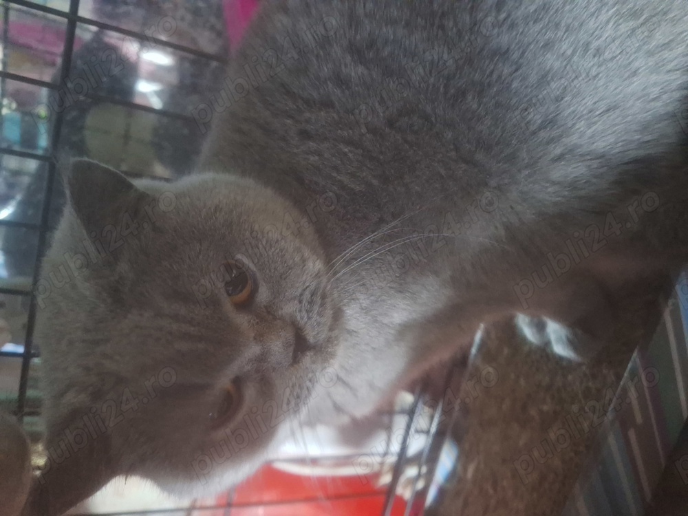 Pisicuță British Shorthair Blue 