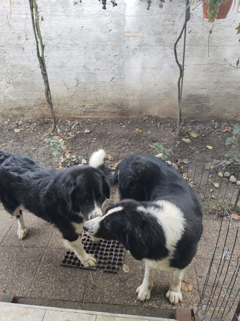 Vând femelă Ciobanesc de Bucovina 