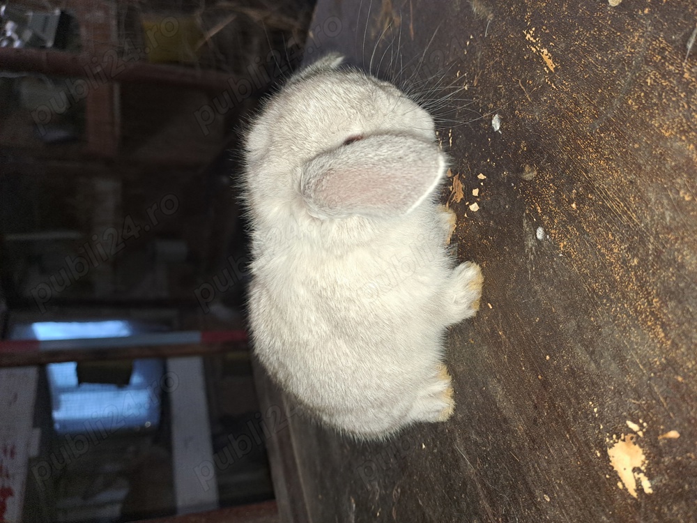 Berbec pitic(mini lopp)