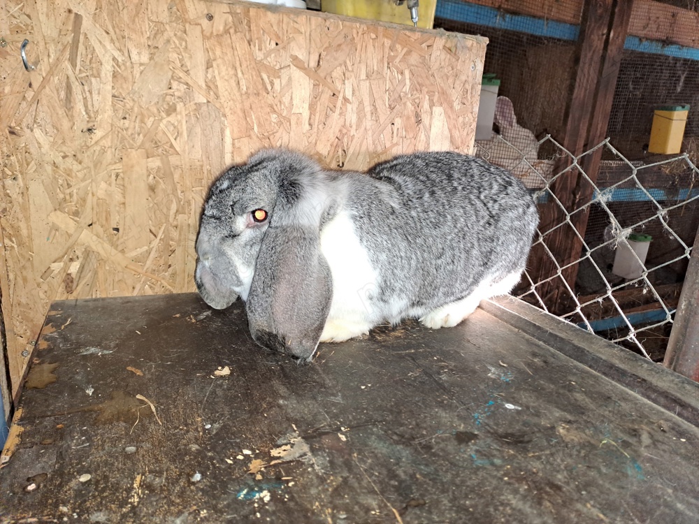Berbec german chinchilla 