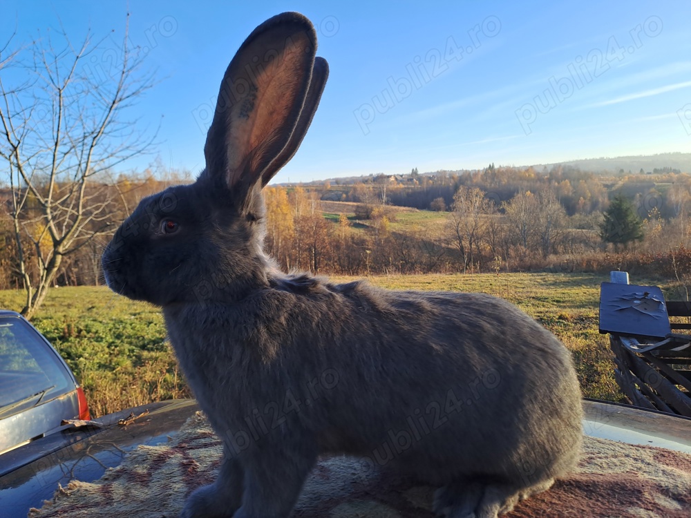 Uriaș german albastru  Uriaș german albastru