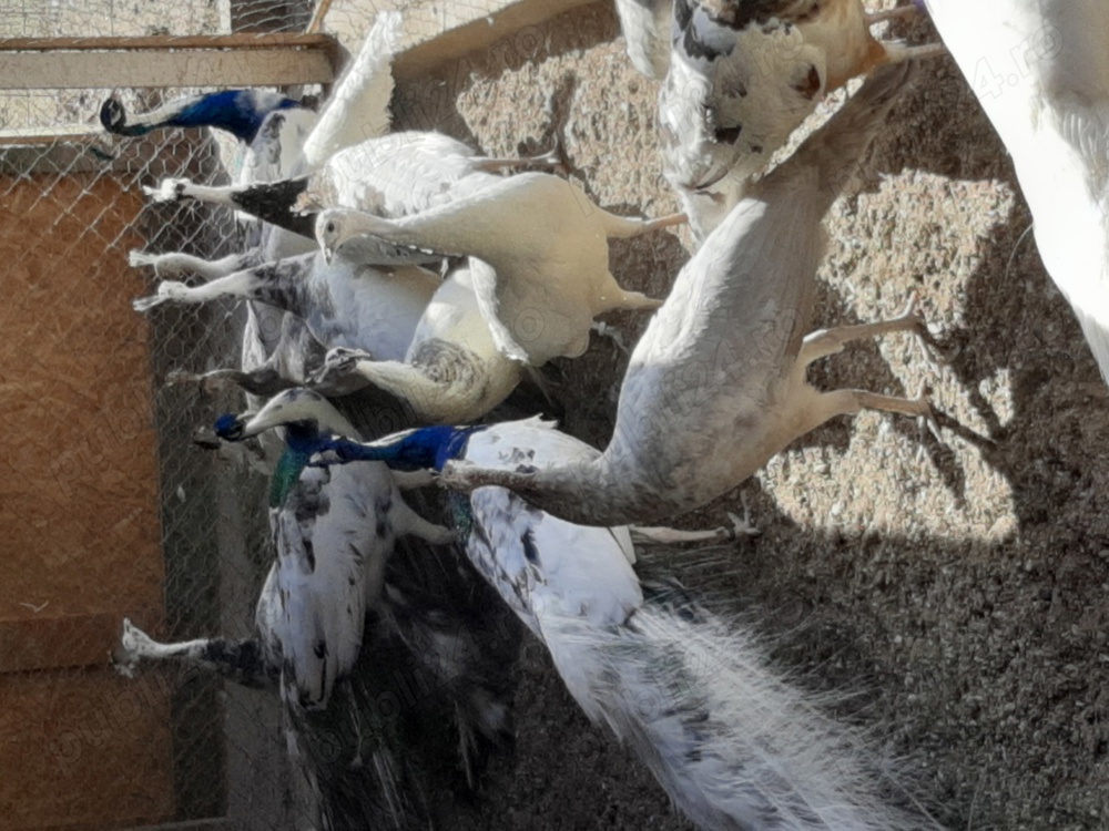 Păuni diferite culori 