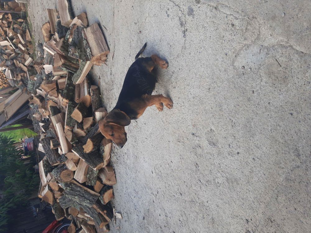 Copoi Sarbesc pentru vânătoare de mistreț 