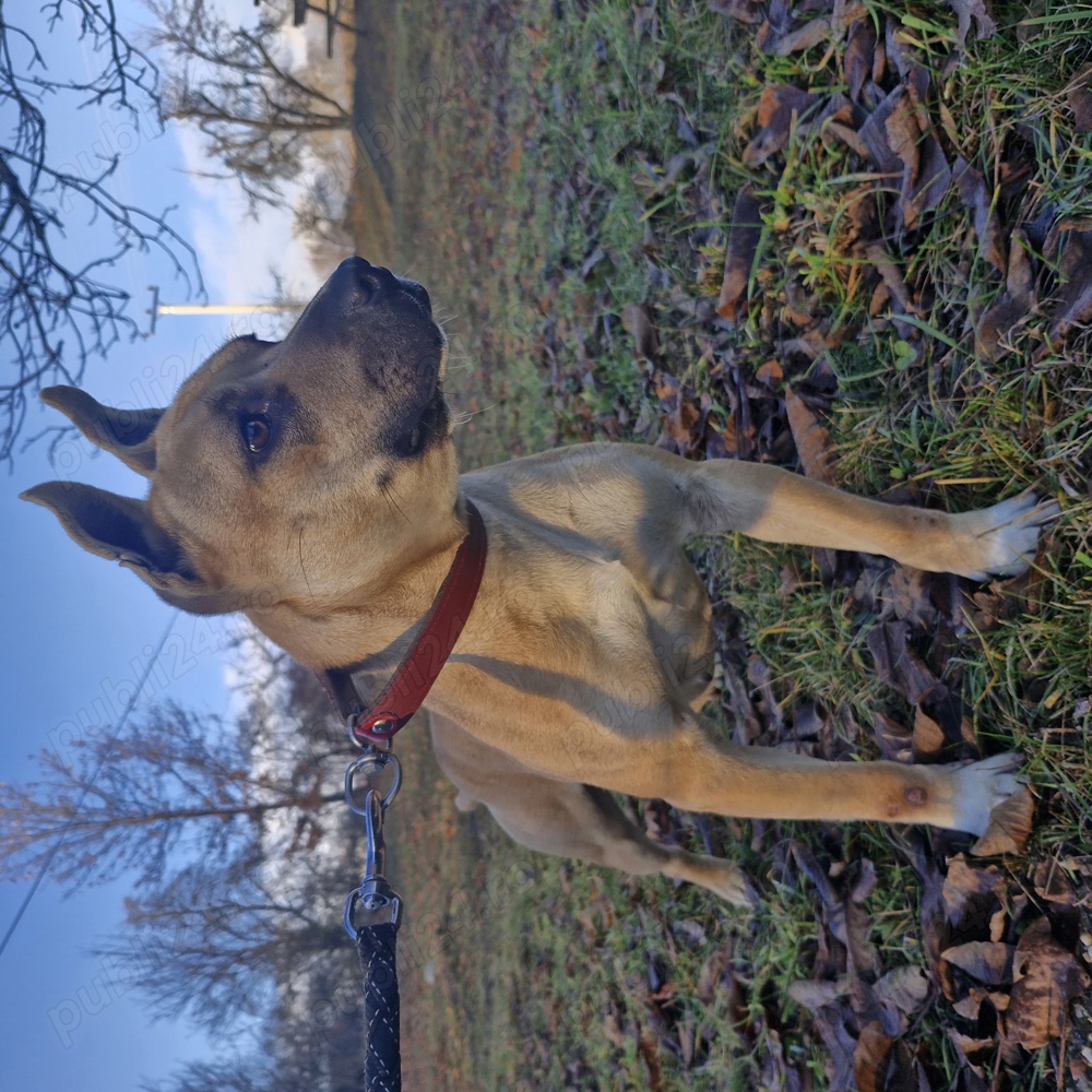 vand femela amstaff  vand femela amstaff