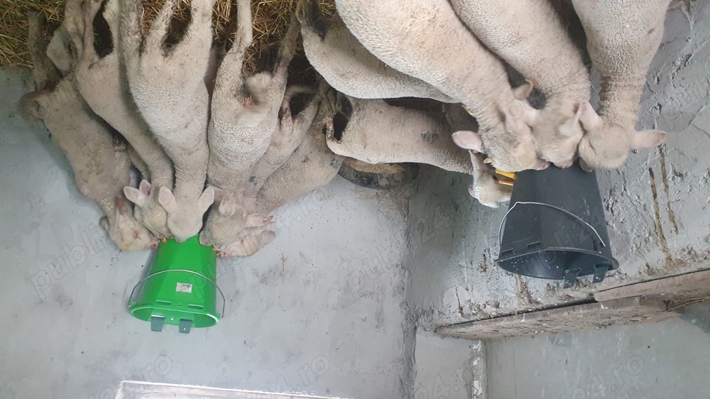 Miei din rasa Merinos