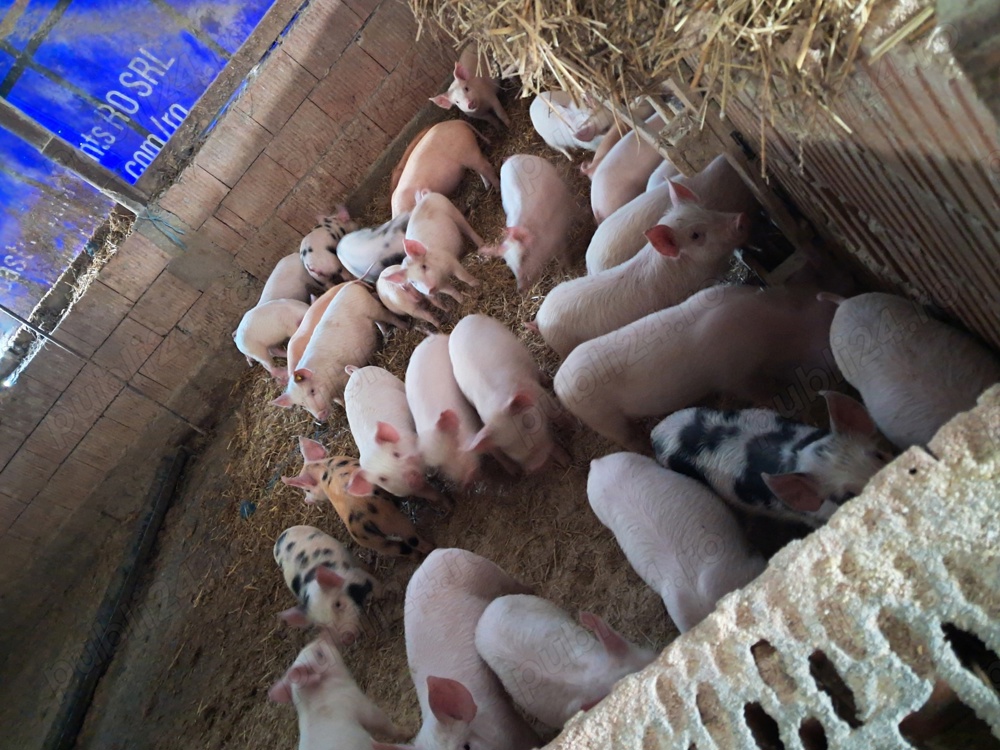 vand purcei vand purcei