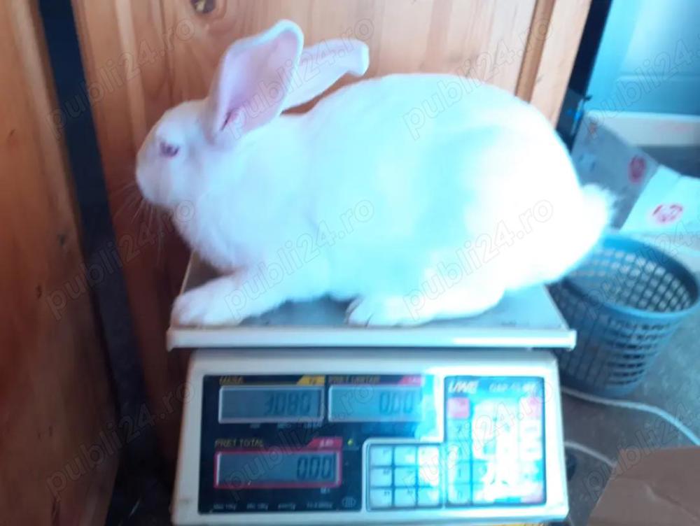 hycol francez Tiganasi