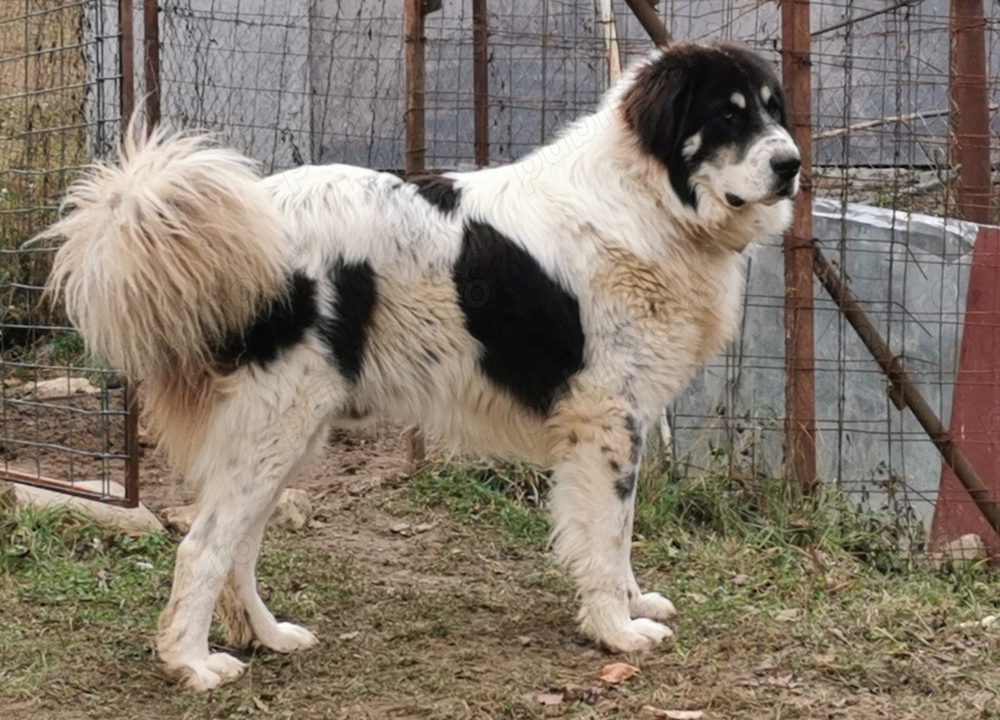Mascul Ciobănesc de Bucovina Canisa Pomohaci