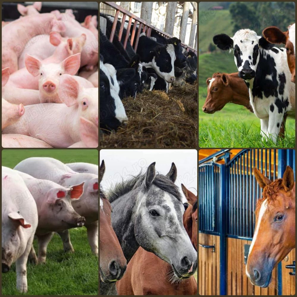 Ferma nemtesca cauta ingrijitor la ferma de animale in GERMANIA