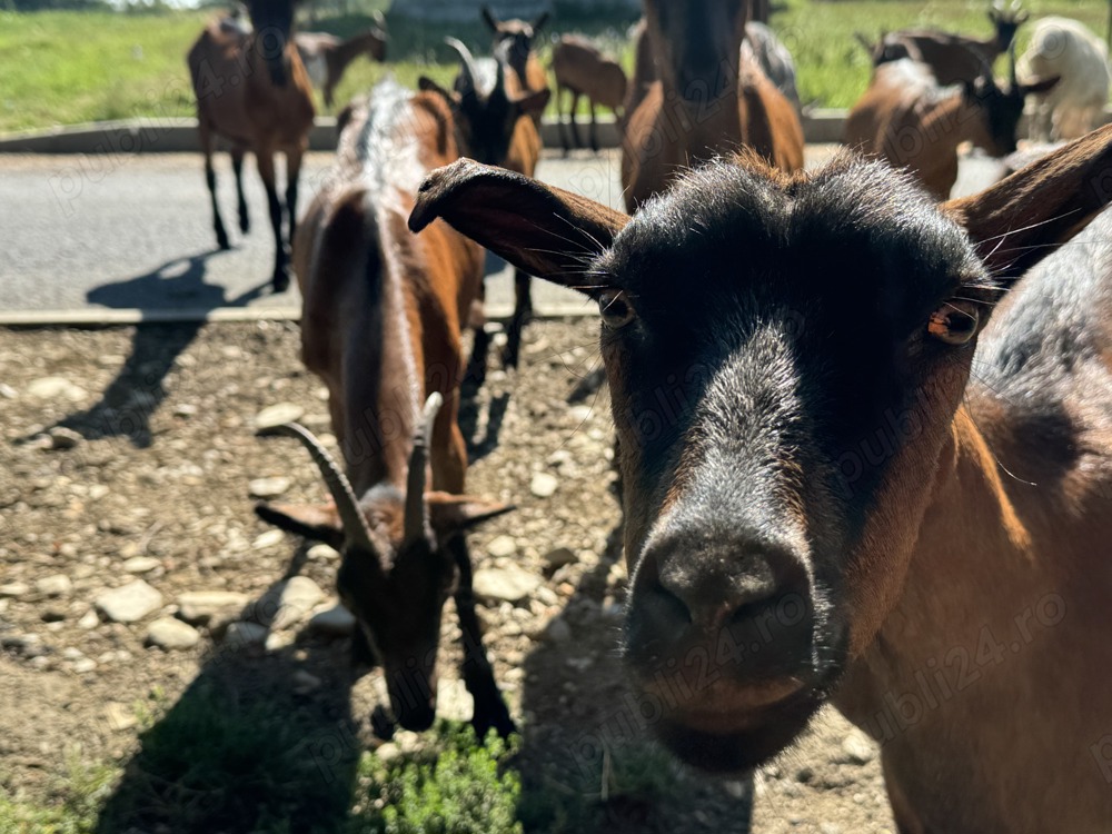 Vand capre și iezi  Vand capre și iezi