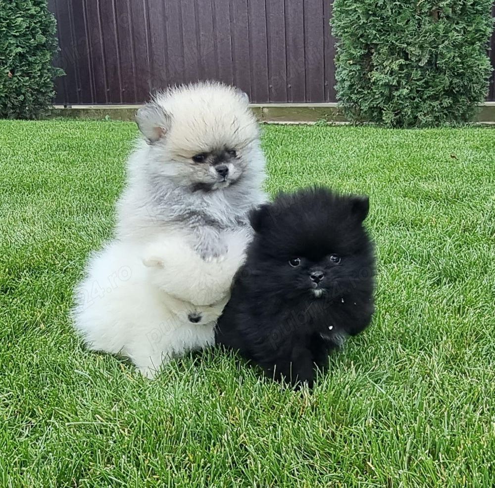 Pui rasa pomeranian