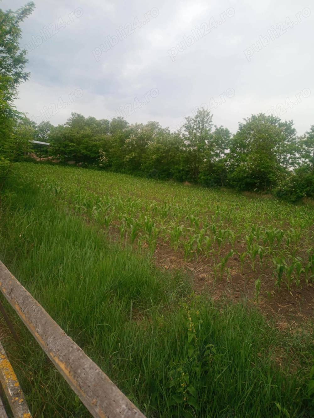 Teren intravilan 2800 mp in Vladeni, langa Dorohoi (Corlateni), Botosani