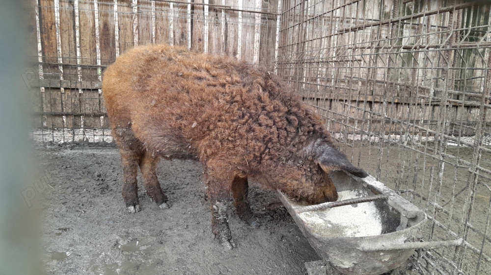 porc mangalita mistret