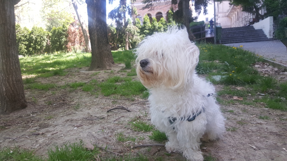 Bichon havanez vesel si sanatos, caut perechea