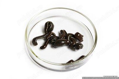 Comanda Lipitori Medicinale - trimitem oriunde in Romania!