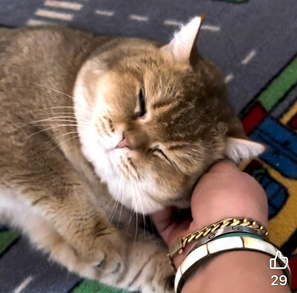 Motan british shorthair golden 