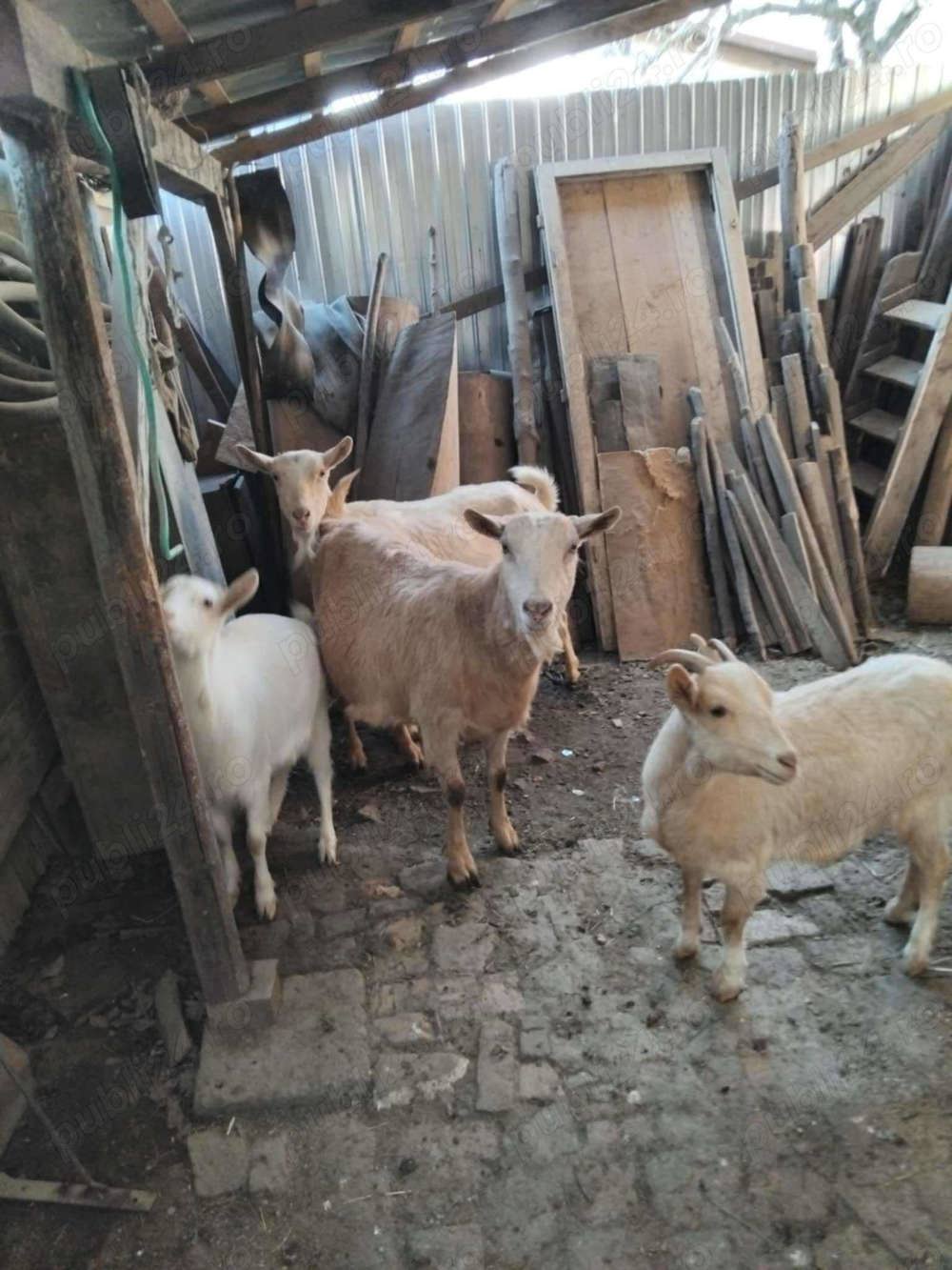 Vând capre de rasa Sannen