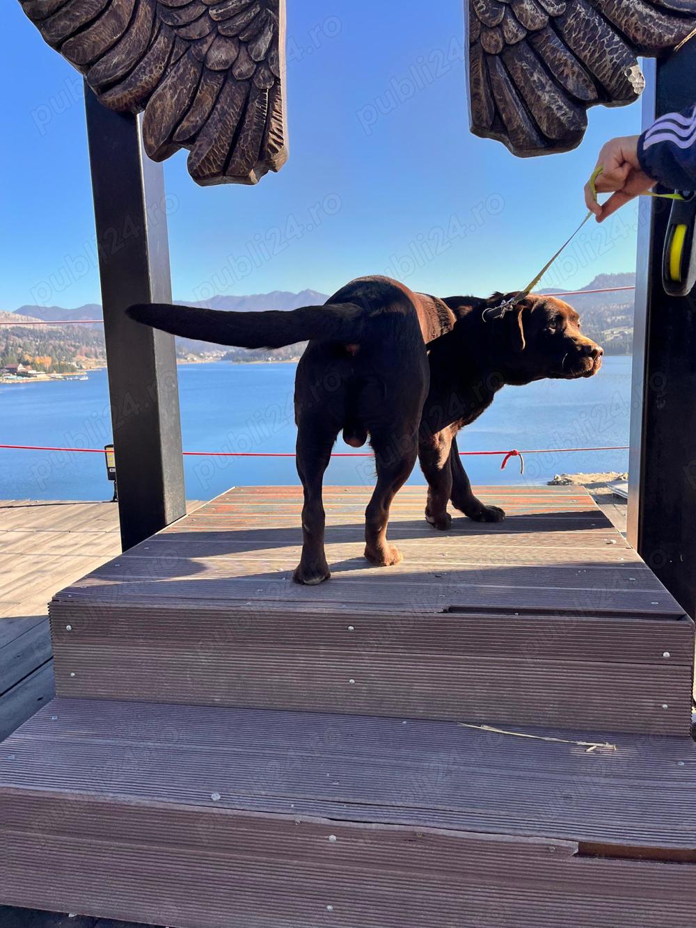 Labrador ciocolatiu campion Romania