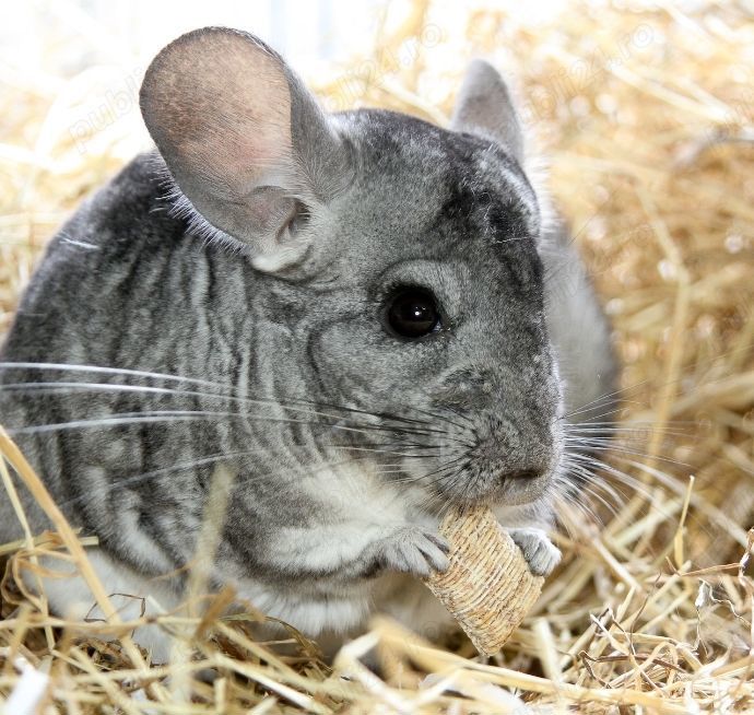 Vand mascul chinchilla gri - 6 luni Vand mascul chinchilla gri - 6 luni