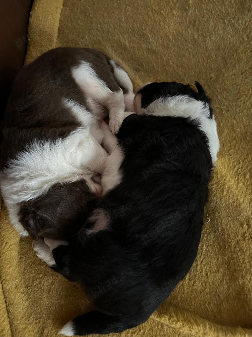 Căței border collie 