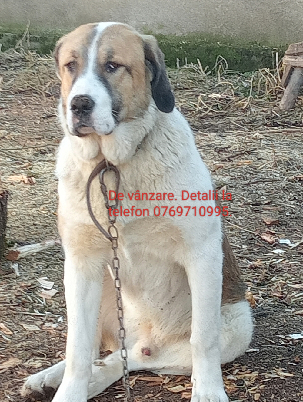 câini ciobănești câini ciobănești