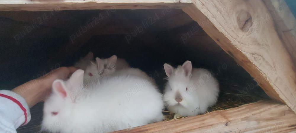 Iepurași companie Iepurași companie