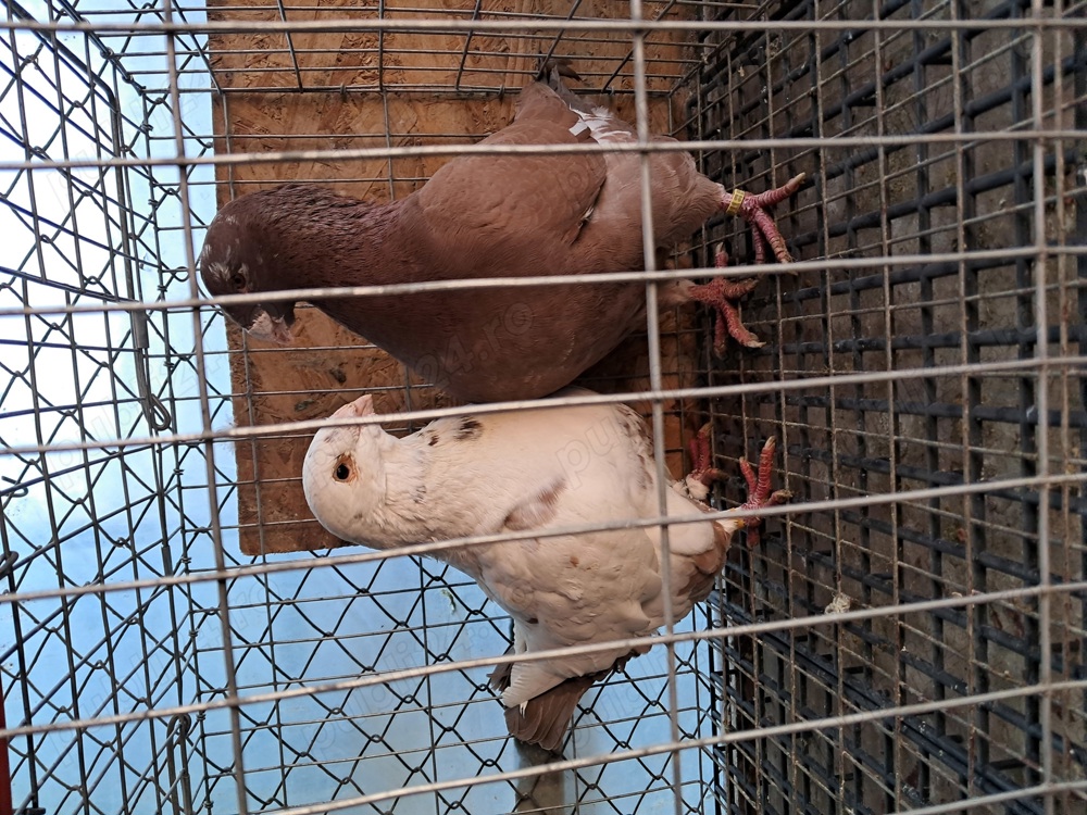 porumbei perechi  rostow si agh.