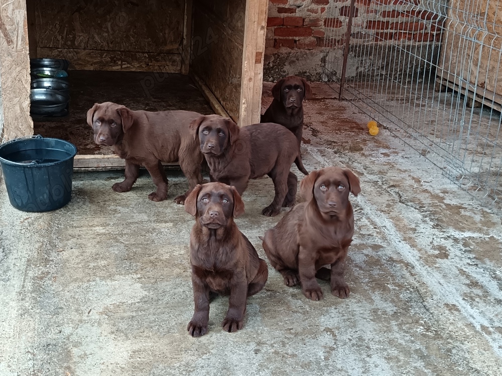 Labrador Ciocolatiu 