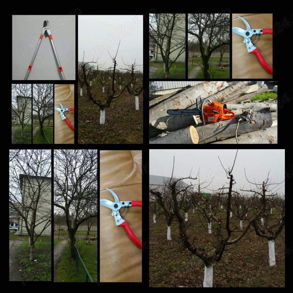 curatare-toaletare a pomilor fructiferi, vita de vie, arbusti, garduri