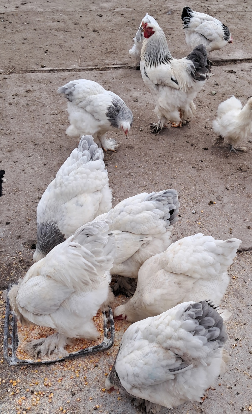 Oua si pui  de gaina brahma pentru incubat!