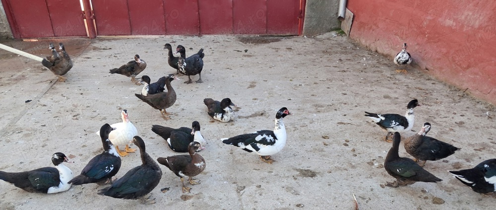  Familie de  rațe mută ,leșească!