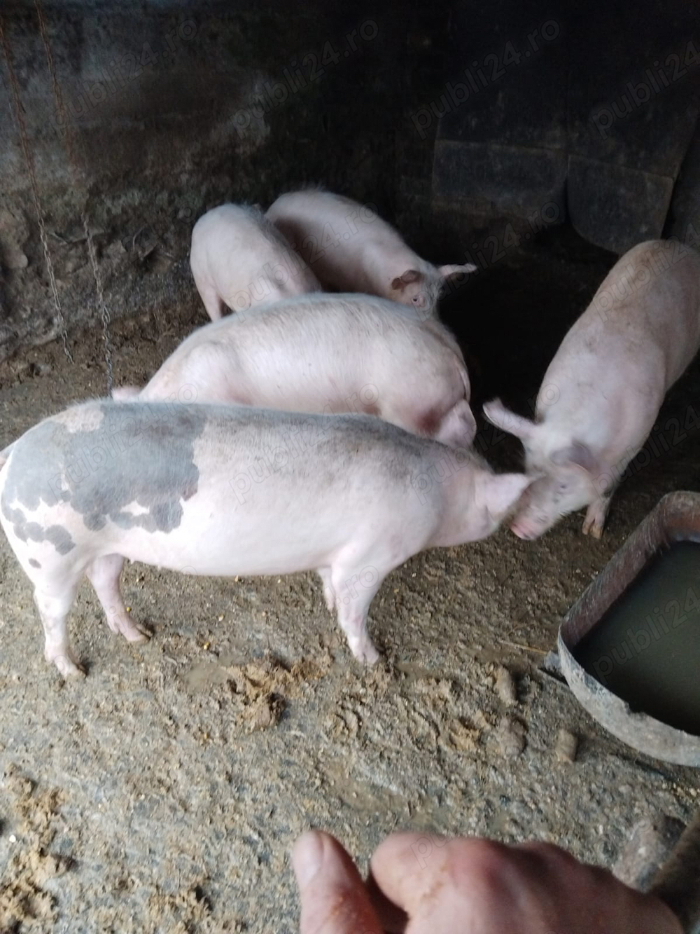 porci de vanzare 