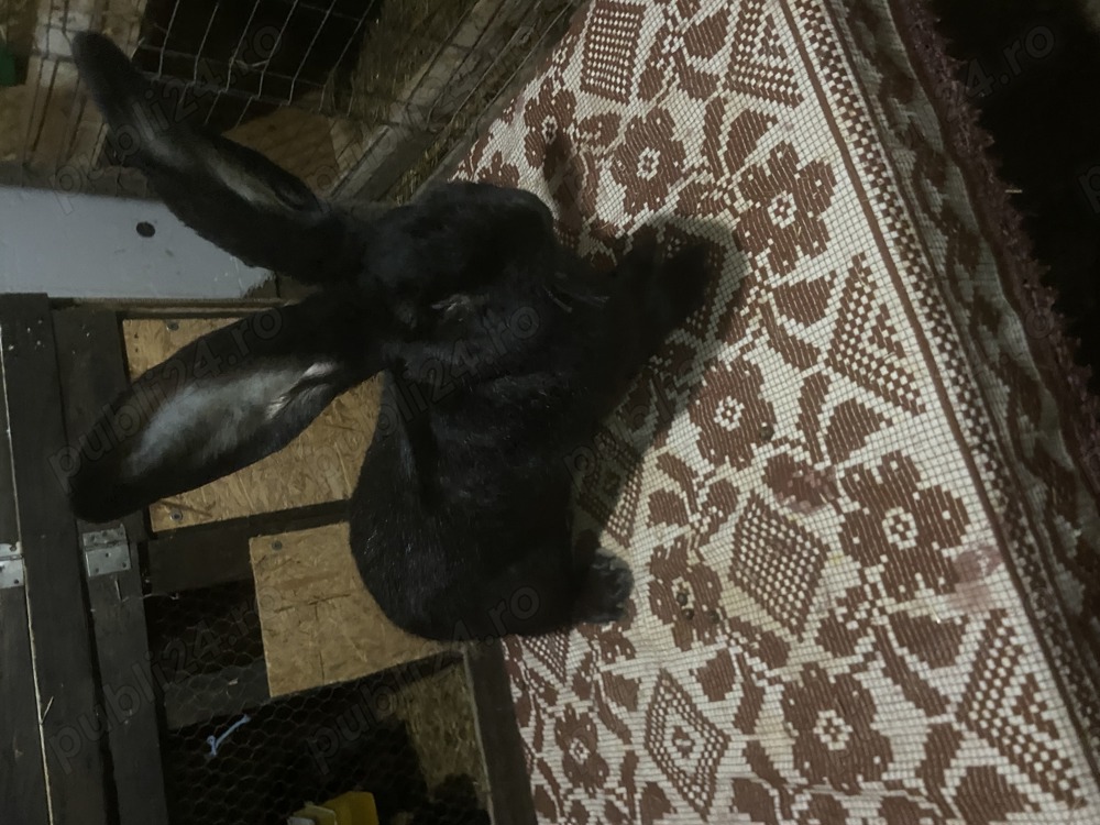 Mascul urias german negru 