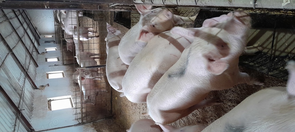 de vanzare porci de carne 